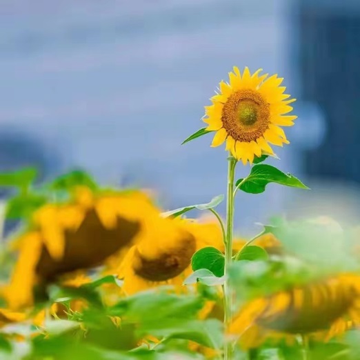 七夕节什么节日，七夕节什么节日有什么风俗