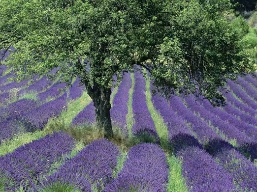 夏天外出游玩最好带的午餐，夏天带什么午餐